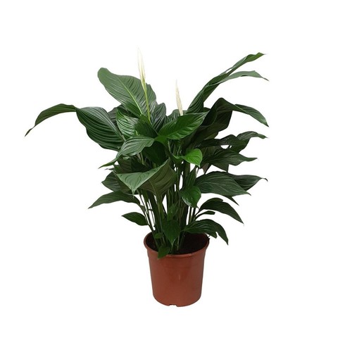 Spathiphyllum sweet - spathiphyllum, ‘sweet